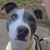 Max, chien à adopter