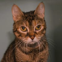 Haku CAB6021, chat à adopter