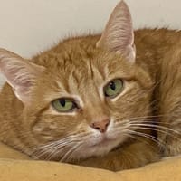 JOSIANE, chatte à adopter