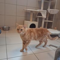 Plume, chatte à adopter