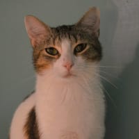 Helios CAB5761, chat à adopter