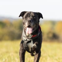 ONYX, chien à adopter