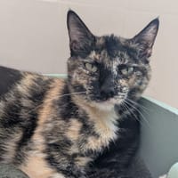 GRIBOUILLE, chatte à adopter