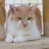 Tom CAB5558, chat à adopter