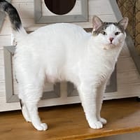 MOKA, chat à adopter