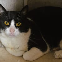 Toulouse CAB5392, chat à adopter