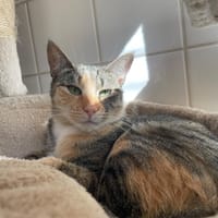 LISETTE, chatte à adopter