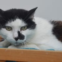 Cannelle CAB5286, chatte à adopter