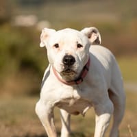 IZZY, chienne à adopter