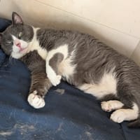 STRAVINSKY, chat à adopter