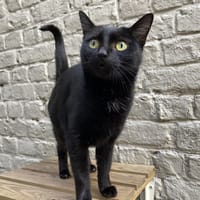 RIHANNA, chatte à adopter