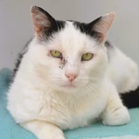 Zephyr CAB5350, chat à adopter