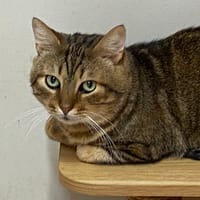 LUKE, chat à adopter