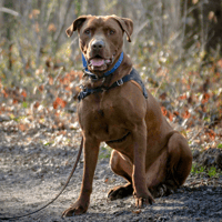 CHOCO HAA24525, chien à adopter