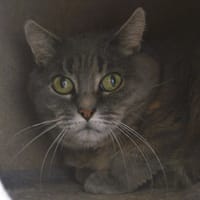 Maléfique Cab5427, chatte à adopter