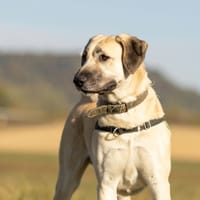 Aspro, chien à adopter