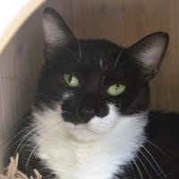 pulco Cab5341, chat à adopter