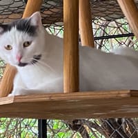 TOM, chat à adopter