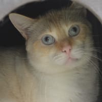 Aldo CAB5387, chat à adopter