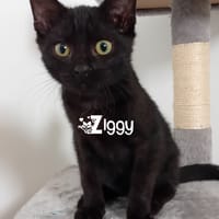 ZIGGY, chat à adopter