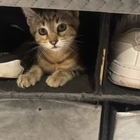 MICKEY, chat à adopter
