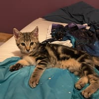 TCHIKITA, chatte à adopter