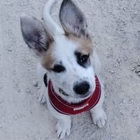 bulle, chienne à adopter