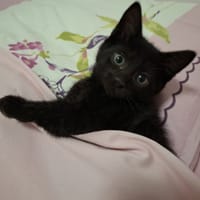 Brownie, chatte à adopter