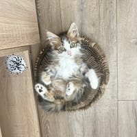 Bloom, chatte à adopter
