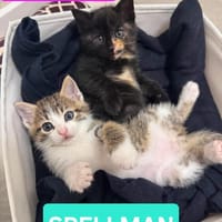SPELLMAN ET SABRINA À ADOPTER ENSEMBLE, chat à adopter