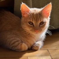 Beatka, kotka do adopcji