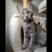 POMPONETTE, chatte à adopter