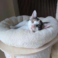 Radijs, poezen ter adoptie