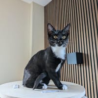Brumby, poezen ter adoptie