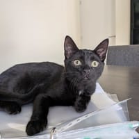 Spruit, poezen ter adoptie