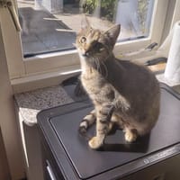 Vlinder, poezen ter adoptie