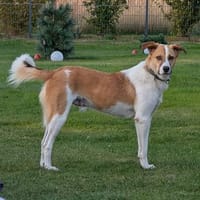 Fellow💕bereit zum Pferde stehlen, Hund zur Adoption