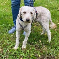 Baileys - verschmuster Pudelmix sucht liebevolles Zuhause, Hund zur Adoption
