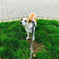 Veselina eine tolle Hündin, Hündin zur Adoption