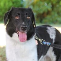 Lenny - auf der Suche nach seinem Für-immer-Zuhause, Hund zur Adoption