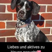 Sportliche Käthe sucht ein neues Zuhause, Hündin zur Adoption