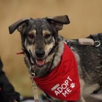 Kaji - sucht seine Menschen 🐕, Hund zur Adoption