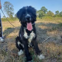 Unser lieber💙Robin💙sucht seine Menschen💙🐾💙, Hund zur Adoption