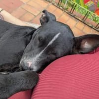 ❤ Saphira sucht ihr für immer Zuhause, Hündin zur Adoption