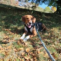 🐾❤ AZZA  UNKOMPLIZIERTER ANFÄNGERHUND, Hund zur Adoption