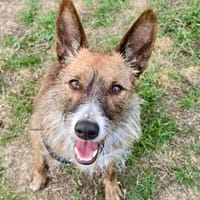 Nadia, verträglich, verschmust, lernfreudig, Hündin zur Adoption