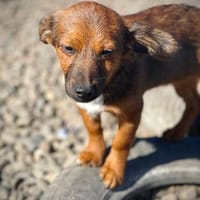 Zania  kleines Herzchen sucht ihre Menschen, Hündin zur Adoption