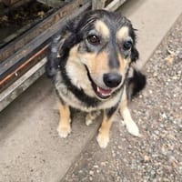 MIA  sie sucht ihre Familie fürs Leben., Hündin zur Adoption