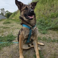 Rüde Lenny  coole Socke mit viel Potenzial, Hund zur Adoption