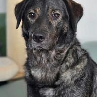 SHADOWGute-Laune-Schatz wartet auf Dich in 50169 Kerpen, Hund zur Adoption